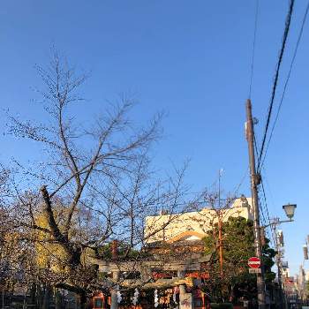 桜の木の画像 by guriguraさん | お出かけ先と桜の木と祇園白河とありがとう♡と辰巳大明神と感謝とお正月と家族のイベントと京都と謹賀新年