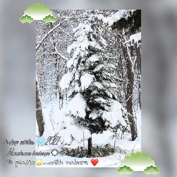 Love Hokkaido♡の画像 by piaMo☆さん | お出かけ先と今日も雪かきとLove Hokkaido♡とモノクロームの風景とホントはアウトドア派とクリスマスツリーの木（オリジナル）と白と黒の世界と春待人♡と明日も雪かきと雪は好きかも♡と寒いのが好きなわけじゃない♡と雪かき愛好家♡と北国の冬景色
