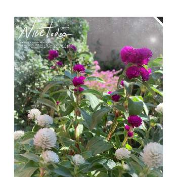 千日紅❁の画像 by momoさん | 小さな庭とお庭のお花とピンク❤︎ピンクと元気もらえると千日紅❁と花のある暮らしと白い花とお花は癒しと毎日楽しく