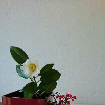 白侘助の画像 by yasuchanさん | 南天ナンテンと季節を楽しむと植物のある暮らしとカジュアルに生けると白侘助といけばなとフラワーアレンジメントと花のある暮らしと花は野にあるように