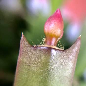 不思議の国のアリスの投稿画像一覧 Greensnap グリーンスナップ