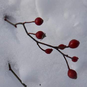野薔薇の実 ノイバラの実 ご相談ページです Www Vetrepro Fr