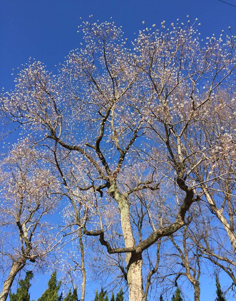 ナンキンハゼの投稿画像 By Red Radishさん 公園と街路樹とご近所さんと樹木の花と公園と街路樹とご近所さんと樹木の花 22月1月4日 Greensnap グリーンスナップ Greensnap グリーンスナップ