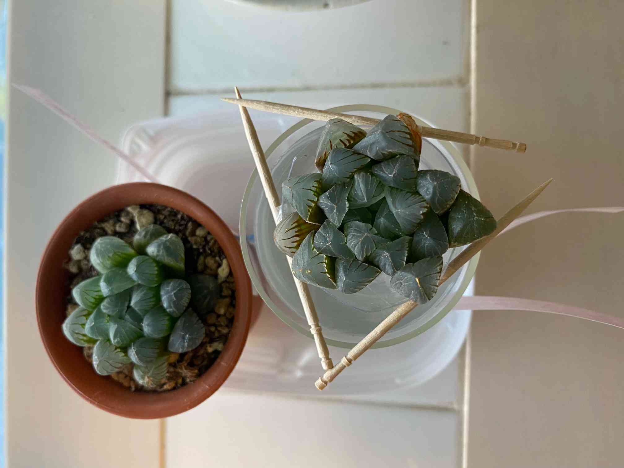 BP』ハオルチア ブラックオブツーサ錦 糊斑 高品質 BP』ハオルチア