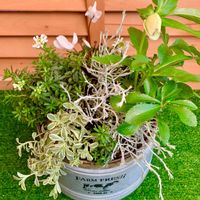 イベリス,クリスマスローズ,シクラメン,シレネの画像