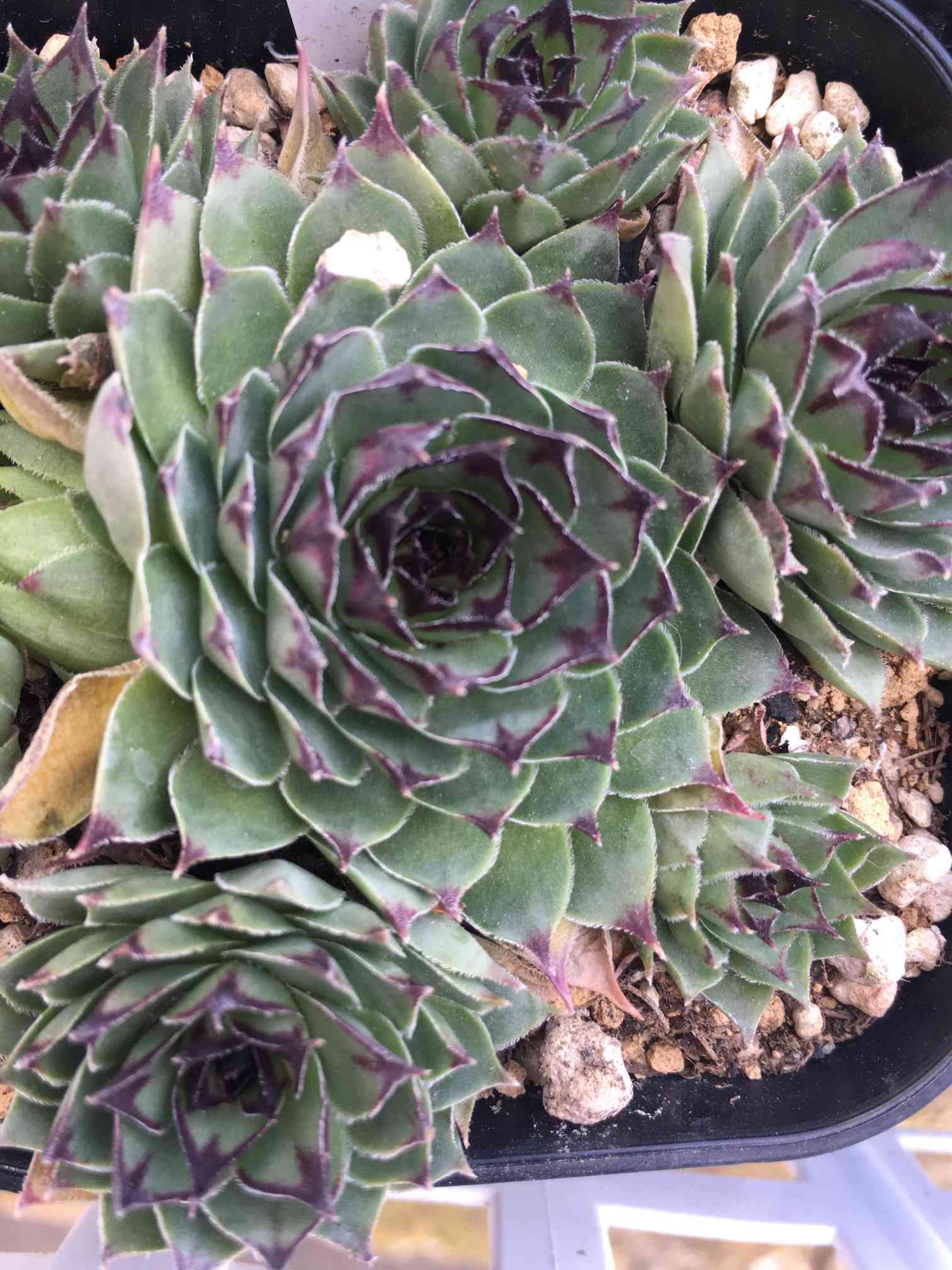 センペル フォークルネッティの一覧｜🍀GreenSnap（グリーンスナップ）