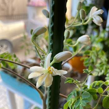 モリンガを育ててますの投稿画像一覧 Greensnap グリーンスナップ モリンガを育ててますの投稿画像一覧 Greensnap グリーンスナップ