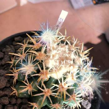 金鯱 の投稿画像一覧 Greensnap グリーンスナップ