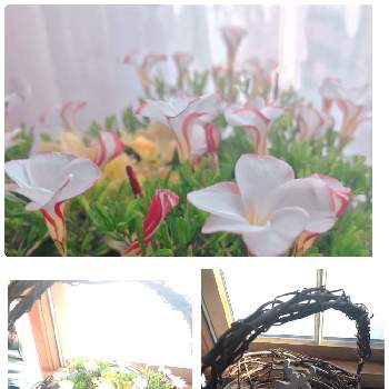 オキザリス パーシーカラーの画像 by フェリシアさん | 窓辺とオキザリス パーシーカラーとツルで編んだ籠と小さいお花が可愛いとGSでの繋がりに感謝とおうち園芸と球根と可愛い〜♡と白い花