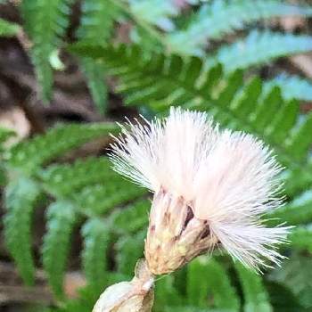 毎月4日はシダの日の投稿画像一覧 Greensnap グリーンスナップ