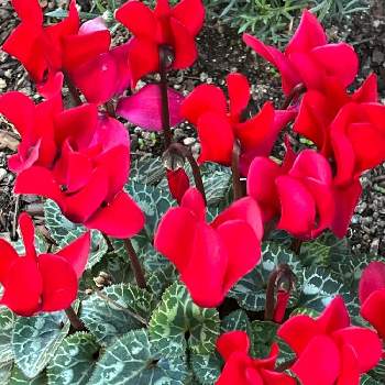 ガーデンシクラメン　赤の画像 by ハニーレイさん | 小さな庭と赤い花と真っ赤な火曜日とガーデンシクラメン　赤とガーデンシクラメン❤︎と寒いと冬だけど