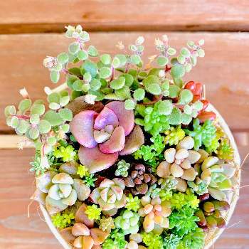 緑牡丹の投稿画像一覧 Greensnap グリーンスナップ 緑牡丹の投稿画像一覧 Greensnap グリーンスナップ