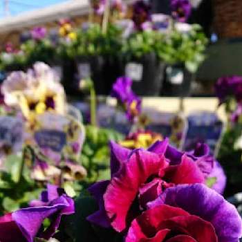 ジョイフル本田新田店の投稿画像一覧 Greensnap グリーンスナップ