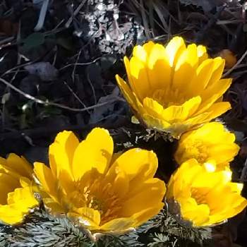 うつくしいの画像 by charlさん | お出かけ先と福寿草とふゆと黄色と今日のお花と大好き群馬と散策とうつくしいとかわいい