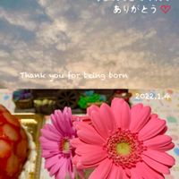 ガーベラの画像