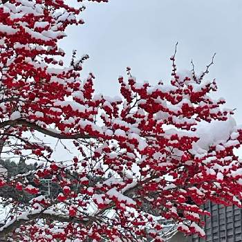 かわいい実の画像 by こむこむさん | かわいい実と雪と赤い実とあっかわいい❣️とウメモドキと雪
