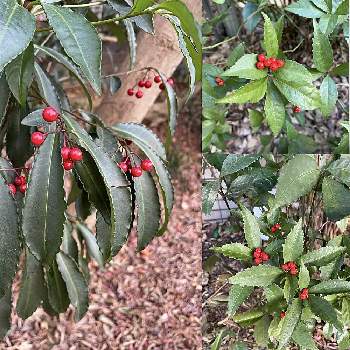 マンリョウ(万両)の画像 by カタバミさん | お出かけ先とセンリョウ(千両)と隣り合う、赤い実を付けた小低木とマンリョウ(万両)