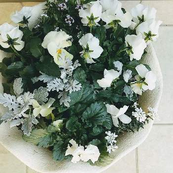 スイートアリッサム 白の画像 by あきさん | 玄関とビオラ・パンジーと寄せ植えとスイートアリッサム 白と鉢植えと シロタエギクとガーデニングと花のある暮らしと白い花とオルレア♡