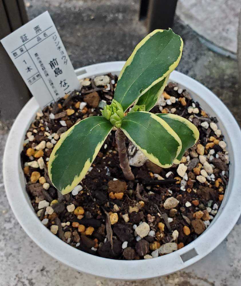 沈丁花 Greensnap グリーンスナップ