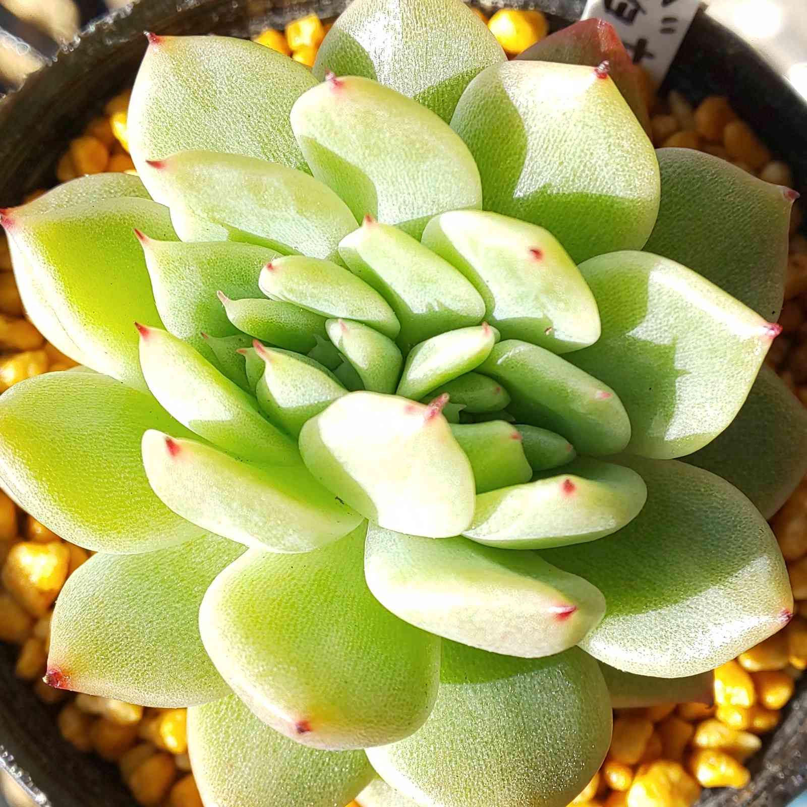 6.【札付き】ホーリンゼ×ラウィ Beehouse 多肉植物 エケベリ