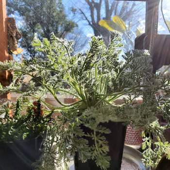 ペラルゴニウム・アッペンディクラツムの画像 by Bobさん | バルコニー/ベランダとpelargonium appendiculatumとペラルゴニウム・アッペンディクラツムとみどりのある暮らしとようこそわが家へ❤︎とグリーンライフ♡と初心者と初挑戦と葉水は日課♩と感謝とほれてまうやろーとグリーンを探してとおうち園芸とありがとうと大きくな〜れ！とキュートと癒やされてますとハローベイビーと元気に育ててますよと福袋とクール