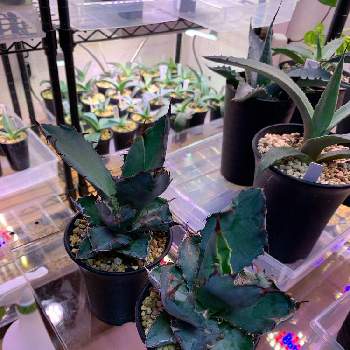 アガベ チタノタ の投稿画像一覧 Greensnap グリーンスナップ