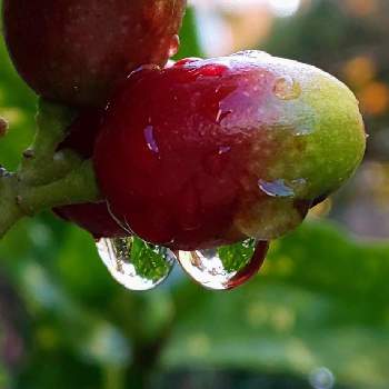 しずく＊の画像 by オリーブの葉さん | アオキとしずくと水滴の水曜日と庭の実＊としずく＊とアオキの実と青木*とオリのお庭＊