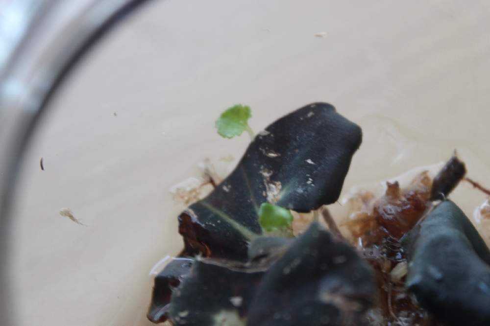 レックス エスカルゴベゴニア葉挿し 別方法でリベンジ Greensnap グリーンスナップ