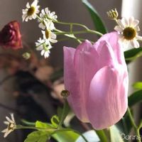 チューリップ,マトリカリア,ピンクの花,われら17年組,しぞーか勢の画像