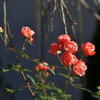 ✨バラの画像 by 伊豆野サクラさん | 小さな庭とバラ ポリアンサローズと花のある暮らしと伊豆の庭と水曜ローズショーと✨バラ