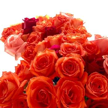 ミニ 薔薇の画像 by Kay_Tama-gskさん | 部屋とミニ 薔薇とキラキラ✨とカラフルとオレンジ色の花と華やかと花瓶と鮮やか とオレンジ色と花束とわたしのテーブルプランツ