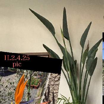 ストレリチア 極楽鳥花！の画像 by 磯さんさん | 癒されて〜と今年もよろしくお願いしますと今日のお花と観葉植物のある暮らしと花のある暮らしとストレリチア 極楽鳥花！とストレリチア。
