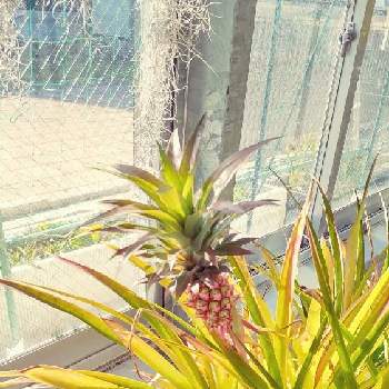観賞用 パイナップルの投稿画像一覧 Greensnap グリーンスナップ