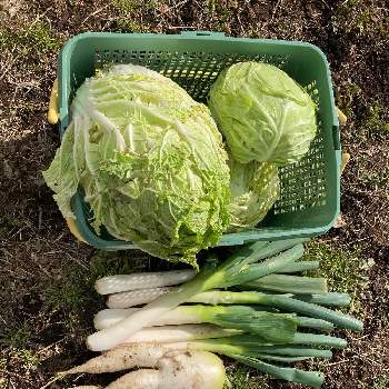 ネギ 栽培の画像 by ユメコさん | 畑と冬野菜とネギ 栽培と大根♪と白菜！