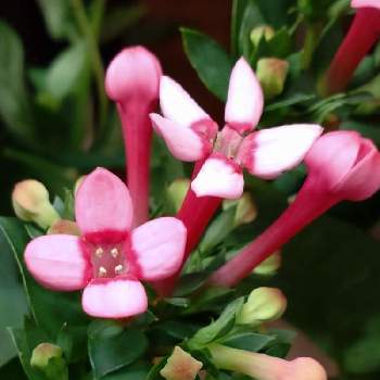 ブバルディア ブバリア の投稿画像一覧 Greensnap グリーンスナップ