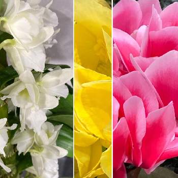 カラフルな花の画像 by hirocoさん | 窓辺とリーガス･ベゴニアとシクラメンとデンドロビウムと希望と春を待つと元気でね❤とカラフルな花