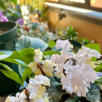 大栄花園の投稿画像一覧 Greensnap グリーンスナップ