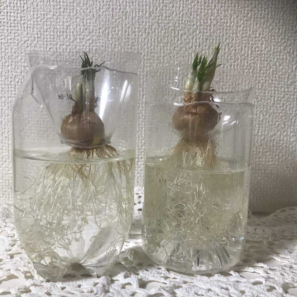 ヒヤシンス クロッカスの水栽培 Greensnap グリーンスナップ