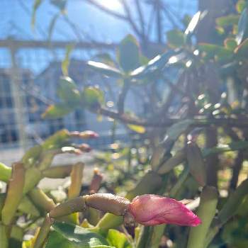 何気ない日常の画像 by とも　　　　(tomo_tomo.k)さん | 1月といい天気と今日の一枚と可愛いと花のある暮らしとシャコバサボテン♪と何気ない日常