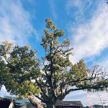 巨木シリーズの画像 by SAIさん | お出かけ先と保存樹と巨木シリーズと新名木百選