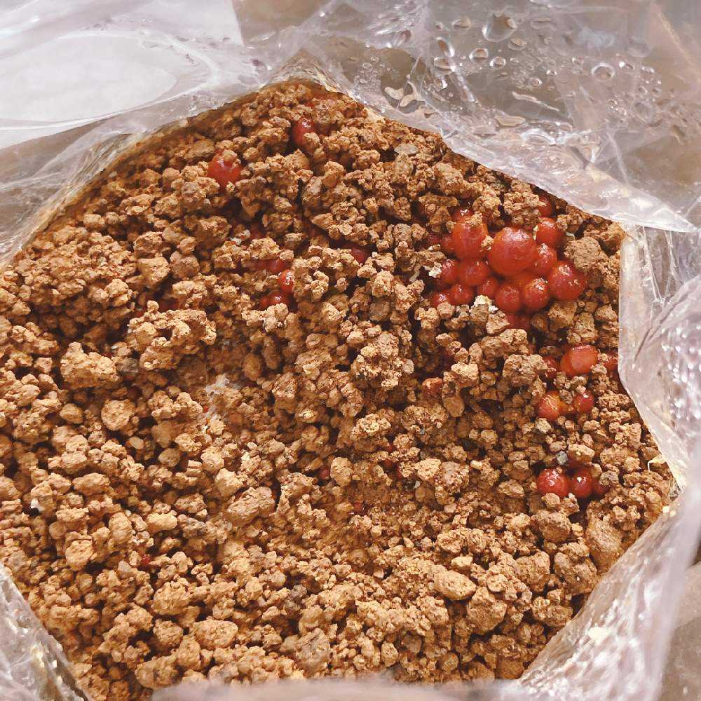 育て！なめこ栽培キット🍄栽培から料理まで！｜🍀GreenSnap