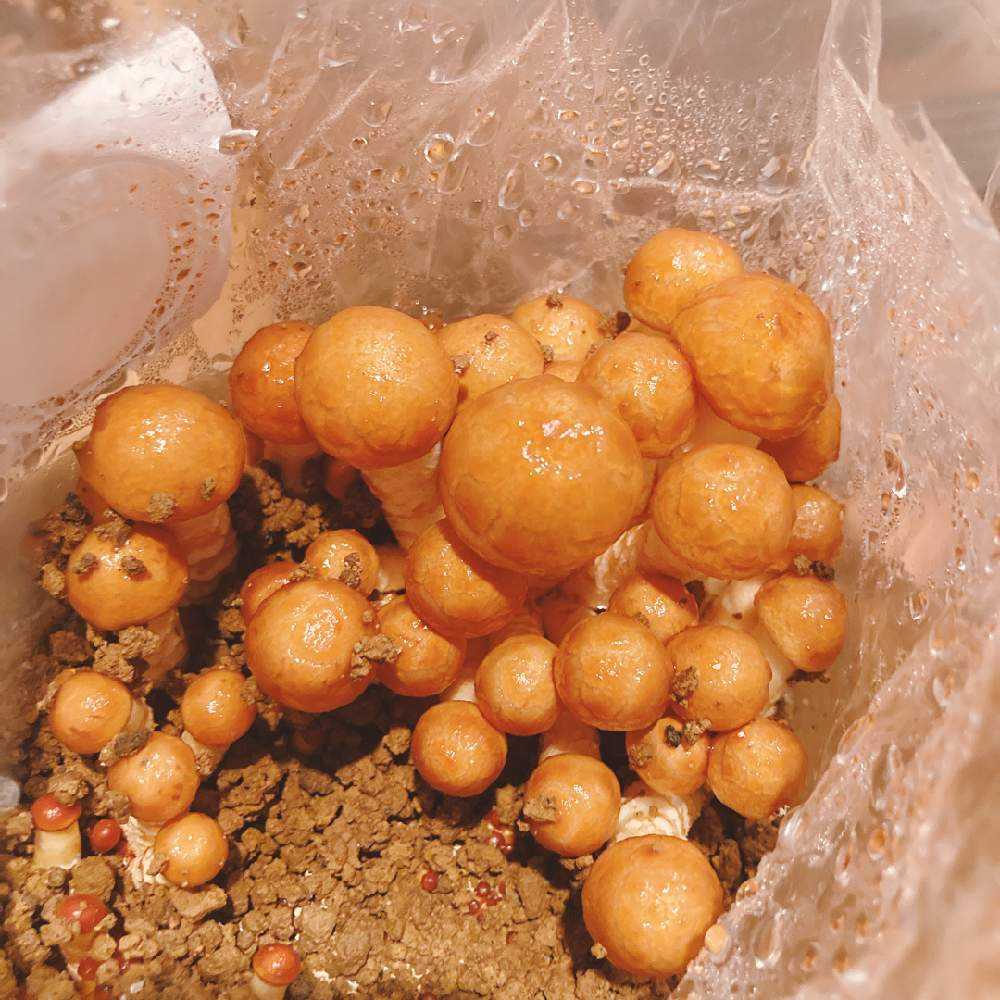 育て！なめこ栽培キット🍄栽培から料理まで！｜🍀GreenSnap