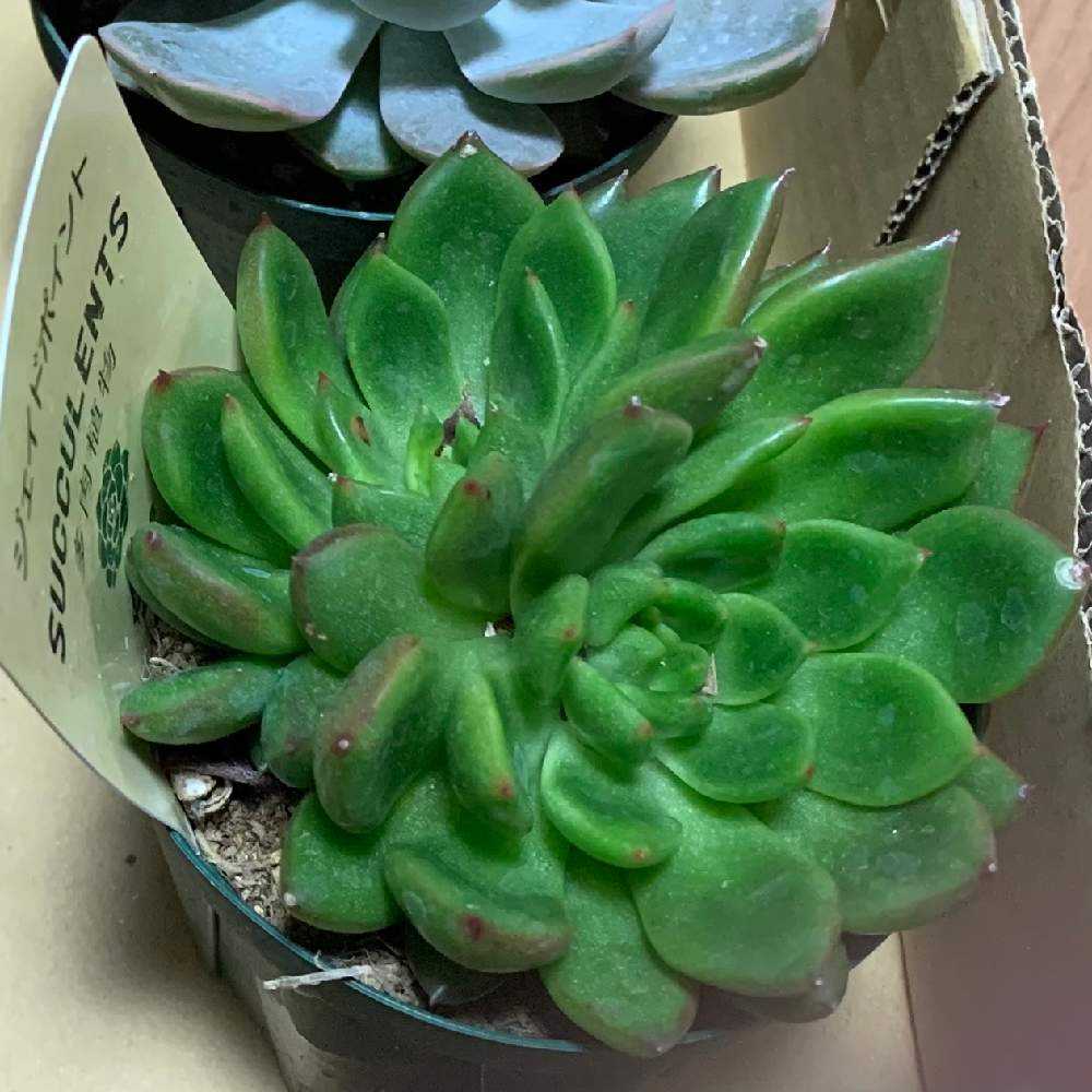 ジェイドポイントの成長記録🧡🧡｜🍀GreenSnap（グリーンスナップ）