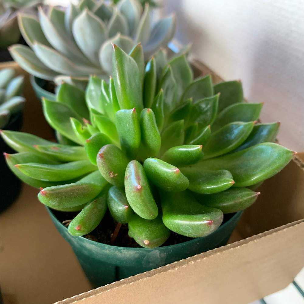 ジェイドポイントの成長記録🧡🧡｜🍀GreenSnap（グリーンスナップ）