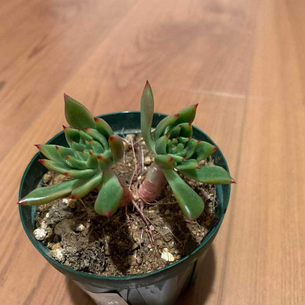 ジェイドポイントの成長記録🧡🧡｜🍀GreenSnap（グリーンスナップ）