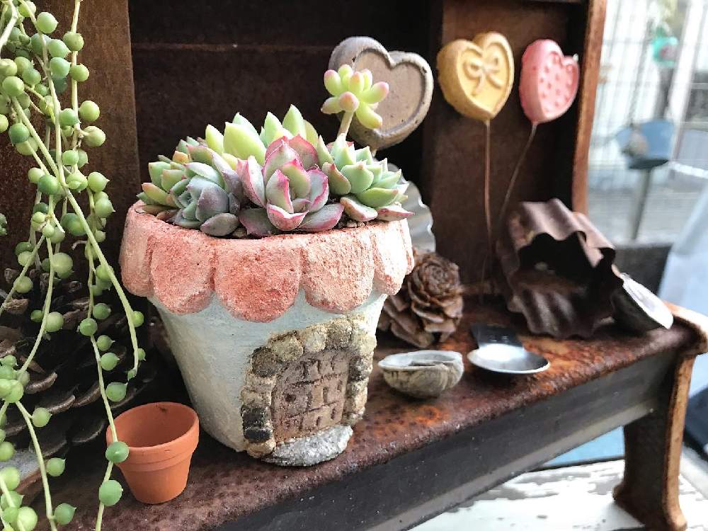 小さな庭の投稿画像 By Meeさん 多肉植物と寄せ植えとモルタルハウスとエケベリア属とモルタルデコとわたしのテーブルプランツとガーデンピックと多肉植物 と寄せ植えとモルタルハウスとエケベリア属とモルタルデコとわたしのテーブルプランツとガーデンピック 22月1月