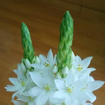 オーニソガラム♡の画像 by ジュリアーノさん | 部屋とオーニソガラムとオーニソガラム シルソイデスとしろと白・しろ・ホワイトと今日のお花とオーニソガラム属としあわせ運べるようにと白いお花と花のある暮らしと純白マニアと白い花とオーニソガラム♡とチームブルーNo.086とピュアフラワーとオーニソガラムの花