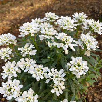 イベリス スノーサーファーの投稿画像一覧 Greensnap グリーンスナップ イベリス スノーサーファーの投稿画像一覧 Greensnap グリーンスナップ