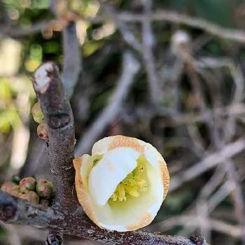 木瓜(ボケ)の画像 by Cimarronさん | お出かけ先と木瓜(ボケ)とカンボケ(寒木瓜)と白い花と春を待つ♪
