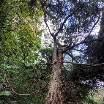 ヒバの画像 by かねごんさん | 広い庭とヒバと水流ヒバと樹木と巨木古木の木曜日